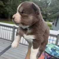 Ranger, a male Siberian Husky for sale in Virginia Beach, VA – 3 of 8