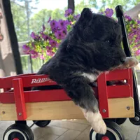 Shiloh OFA health tested parents , a female Siberian Husky for sale in Virginia Beach, VA – Photo 4 of 5