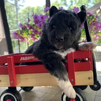 Shiloh OFA health tested parents , a female Siberian Husky for sale in Virginia Beach, VA – Photo 5 of 5