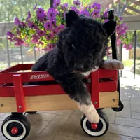 Shiloh OFA health tested parents , a female Siberian Husky for sale in Virginia Beach, VA – Photo 2 of 5