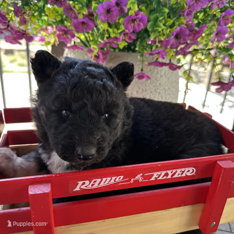 Shiloh OFA health tested parents  – Siberian Husky puppy for sale in Virginia Beach, VA