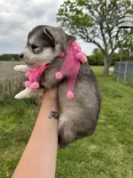 Luna OFA health tested parents, a female Siberian Husky for sale in Virginia Beach, VA – Photo 2 of 9