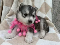 Luna OFA health tested parents, a female Siberian Husky for sale in Virginia Beach, VA – Photo 4 of 9