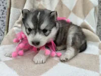 Luna OFA health tested parents, a female Siberian Husky for sale in Virginia Beach, VA – Photo 5 of 9