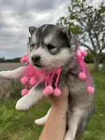 Luna OFA health tested parents, a female Siberian Husky for sale in Virginia Beach, VA – Photo 3 of 9
