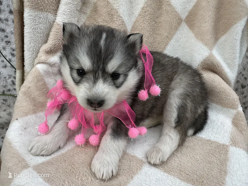 Luna OFA health tested parents – Siberian Husky puppy for sale in Virginia Beach, VA