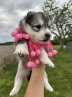 Luna OFA health tested parents, a female Siberian Husky for sale in Virginia Beach, VA – Photo 6 of 9