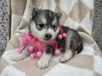 Luna OFA health tested parents, a female Siberian Husky for sale in Virginia Beach, VA – Photo 9 of 9