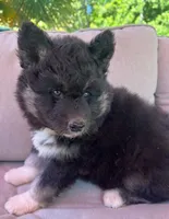 Raven OFA health tested parents, a female Siberian Husky for sale in Virginia Beach, VA – 3 of 9