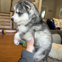Zero OFA health tested parents, a male Siberian Husky for sale in Virginia Beach, VA – 5 of 8