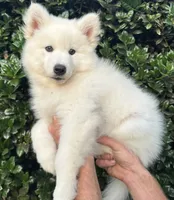 Miles, a male Siberian Husky for sale in Virginia Beach, VA – 3 of 7