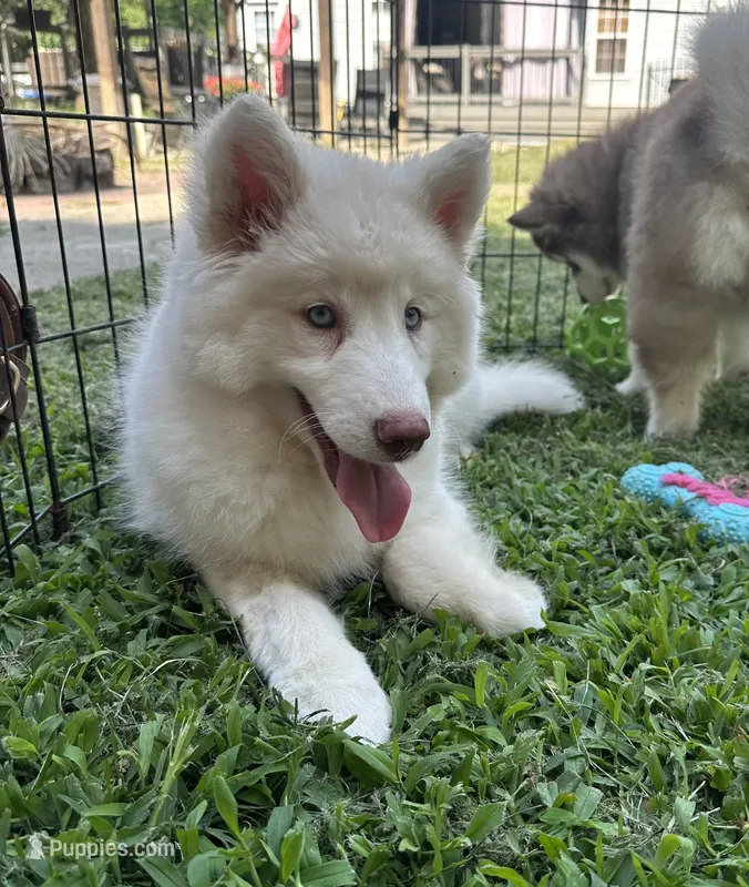 Shiloh – Siberian Husky puppy for sale in Virginia Beach, VA