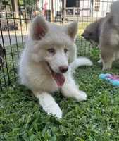 Shiloh, a female Siberian Husky for sale in Virginia Beach, VA – 1 of 7