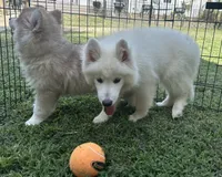 Marshmallow OFA health tested parents, a male Siberian Husky for sale in Virginia Beach, VA – 5 of 8