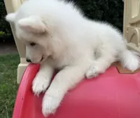Yeti OFA health tested parents, a male Siberian Husky for sale in Virginia Beach, VA – 7 of 7