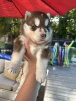 Denver, a male Siberian Husky for sale in Virginia Beach, VA – 2 of 6