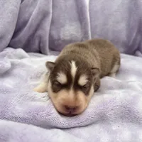 Rubble, a male Siberian Husky for sale in Virginia Beach, VA – 3 of 7
