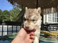 Milo, a male Siberian Husky for sale in Virginia Beach, VA – 2 of 5