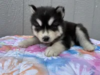 Leo, a male Siberian Husky for sale in Virginia Beach, VA – 8 of 9