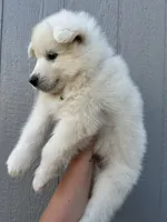 Denali OFA health tested patents , a male Siberian Husky for sale in Virginia Beach, VA – 4 of 7