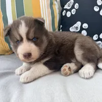Ryder, a male Siberian Husky for sale in Virginia Beach, VA – 5 of 6