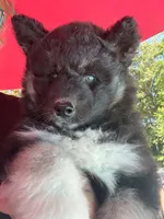 Raven OFA health tested parents, a female Siberian Husky for sale in Virginia Beach, VA – 8 of 9