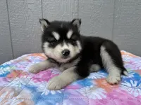 Leo, a male Siberian Husky for sale in Virginia Beach, VA – 5 of 9