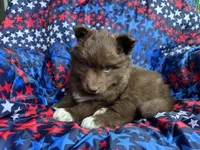 Rubble, a male Siberian Husky for sale in Virginia Beach, VA – 6 of 6