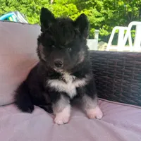 Raven OFA health tested parents, a female Siberian Husky for sale in Virginia Beach, VA – 1 of 9