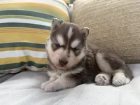 Rowdy, a male Siberian Husky for sale in Virginia Beach, VA – 7 of 8