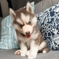 Rayna, a male Siberian Husky for sale in Virginia Beach, VA – 2 of 6