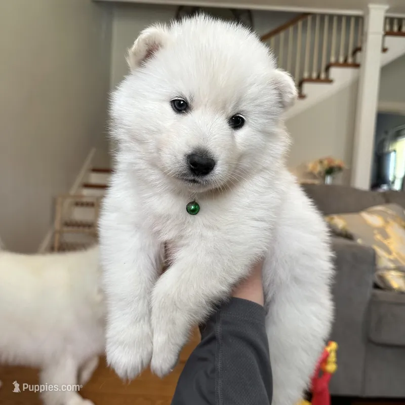 Denali OFA health tested parents – Siberian Husky puppy for sale in Virginia Beach, VA