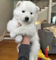 Denali OFA health tested parents, a male Siberian Husky for sale in Virginia Beach, VA – 2 of 5