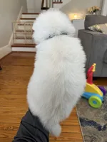Denali OFA health tested parents, a male Siberian Husky for sale in Virginia Beach, VA – 5 of 5