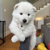 Denali OFA health tested parents, a male Siberian Husky for sale in Virginia Beach, VA – 3 of 5