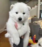 Denali OFA health tested parents, a male Siberian Husky for sale in Virginia Beach, VA – 4 of 5