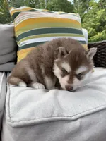 Ruger, a male Siberian Husky for sale in Virginia Beach, VA – 6 of 6