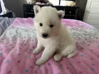 Lola OFA health tested parents, a female Siberian Husky for sale in Virginia Beach, VA – 6 of 7