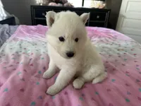 Lola OFA health tested parents, a female Siberian Husky for sale in Virginia Beach, VA – 7 of 7