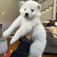 Lola OFA health tested parents, a female Siberian Husky for sale in Virginia Beach, VA – 2 of 7