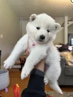 Lola OFA health tested parents, a female Siberian Husky for sale in Virginia Beach, VA – 5 of 7