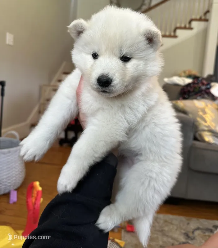 Lola OFA health tested parents – Siberian Husky puppy for sale in Virginia Beach, VA