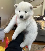 Lola OFA health tested parents, a female Siberian Husky for sale in Virginia Beach, VA – 1 of 7