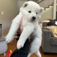 Lola OFA health tested parents, a female Siberian Husky for sale in Virginia Beach, VA – 3 of 7