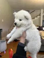 Lola OFA health tested parents, a female Siberian Husky for sale in Virginia Beach, VA – 4 of 7