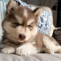 Ranger, a male Siberian Husky for sale in Virginia Beach, VA – 3 of 5