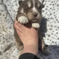 Cupid, a male Siberian Husky for sale in Virginia Beach, VA – Photo 1 of 8
