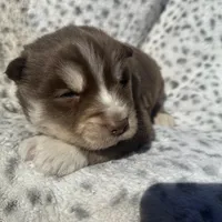 Cupid, a male Siberian Husky for sale in Virginia Beach, VA – Photo 3 of 8