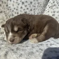 Cupid, a male Siberian Husky for sale in Virginia Beach, VA – Photo 4 of 8