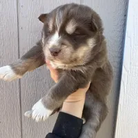 Cupid, a male Siberian Husky for sale in Virginia Beach, VA – Photo 6 of 8